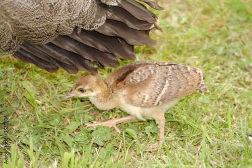 jungpfau1