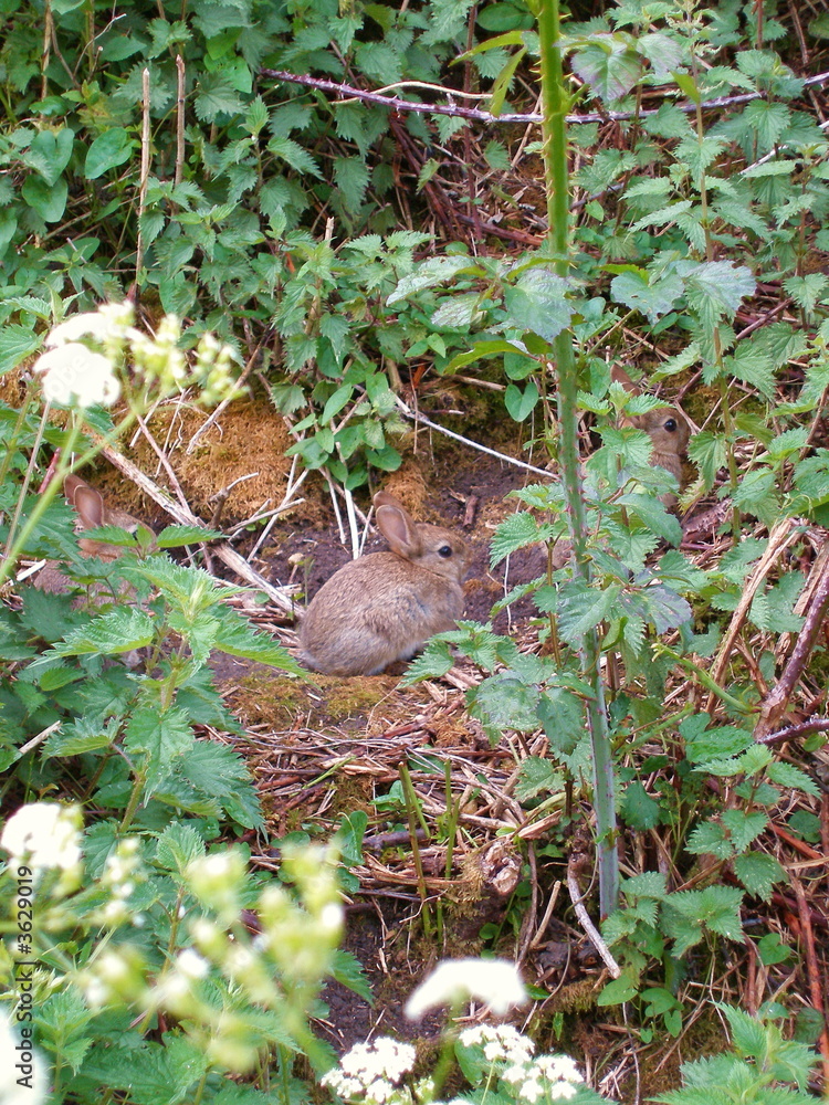 rabbit 2 rabbit 2