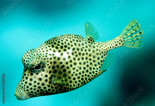 Smooth trunk fish © John Anderson