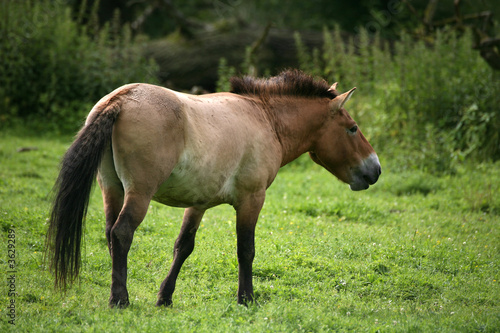 Przewalski-Pferd