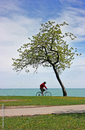 Passing bike by a lonely tree on lake Michigan