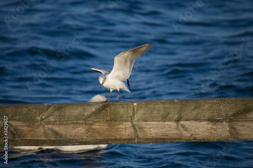 white seagull fly on blue summer sea