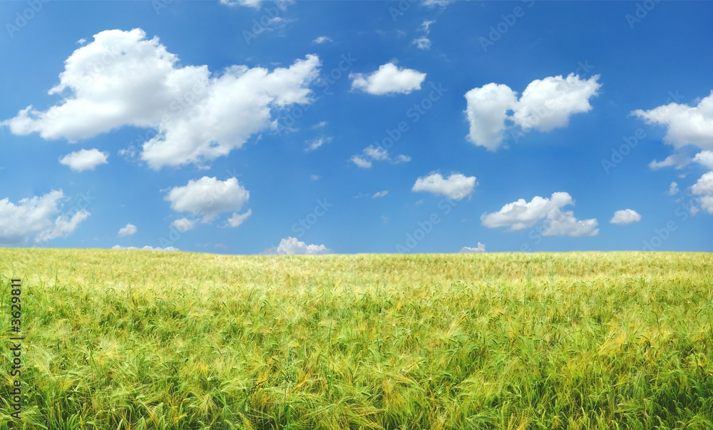 Beautiful wheat field