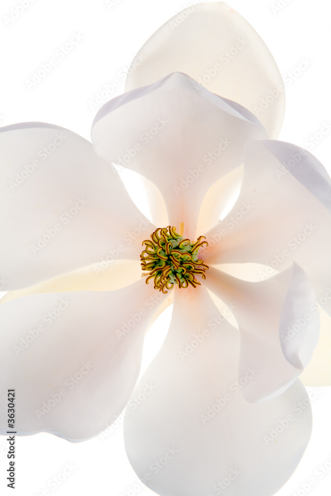 Naklejka premium Magnolia flower 