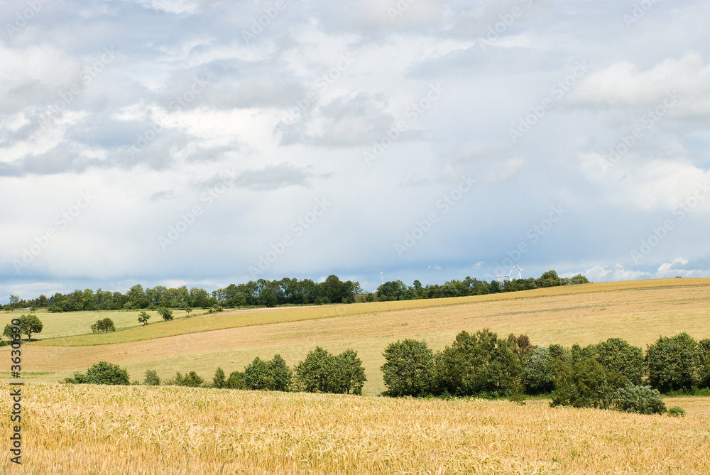 A landscape with a cloudy sky and cornfields