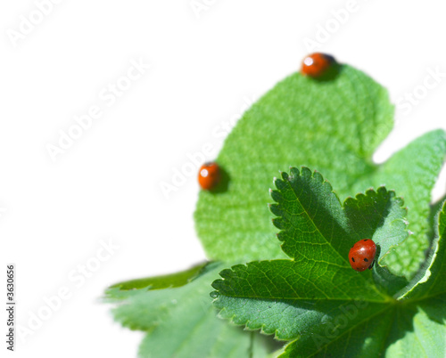 Three ladybird on green leaf. Coccinellidae Latreille photo