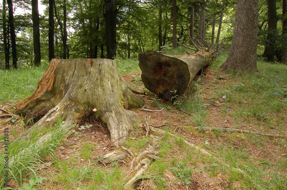 Fototapeta premium cut tree