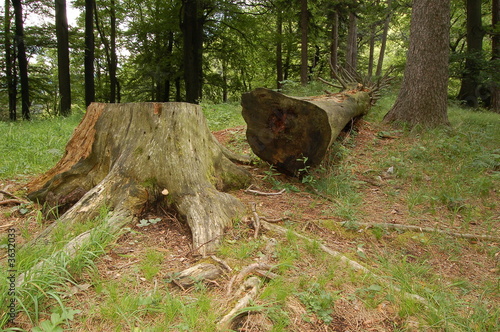 cut tree