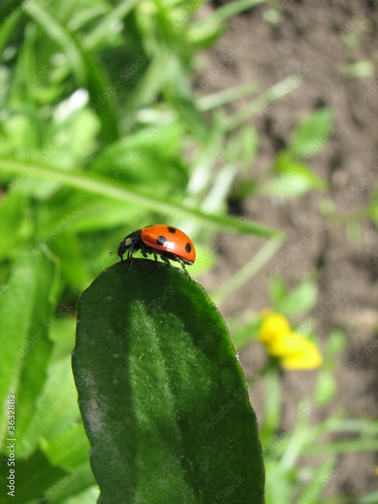 Obraz premium ladybird climbing on the leaf