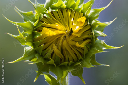 Sunflower photo