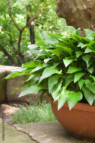 Green and White Hostas Growing in Pots in the Sunlight