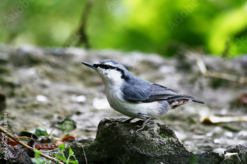 Amusing nuthatch posing before a camera.