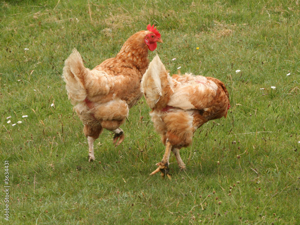 Fototapeta premium two chickens