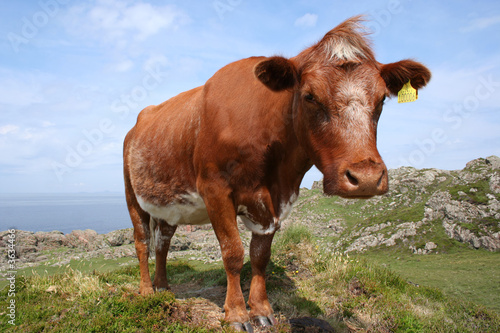 curious brown cow