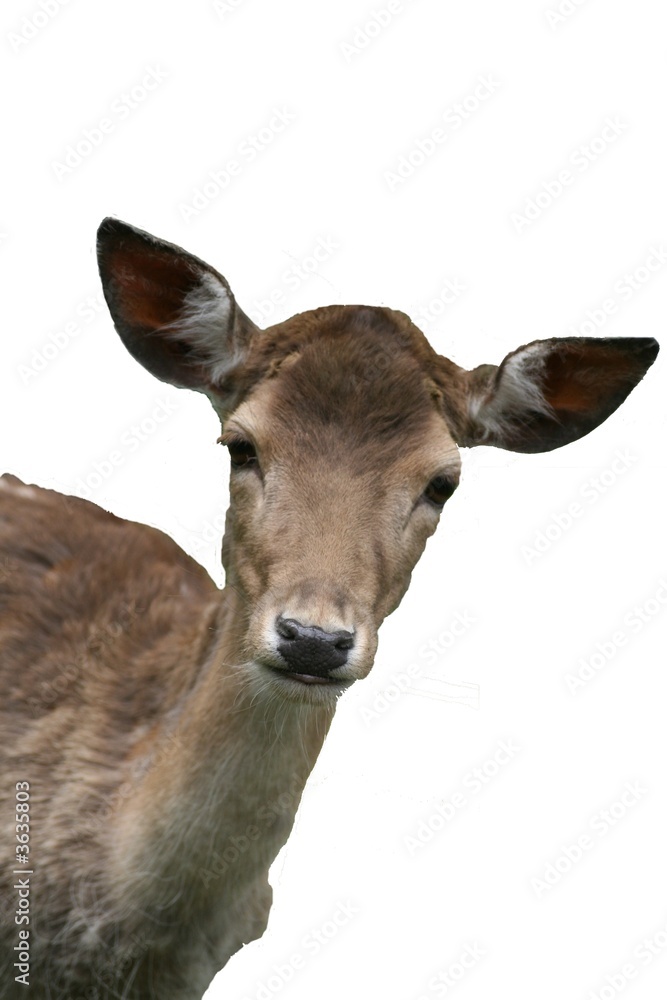 Obraz premium damhirsch