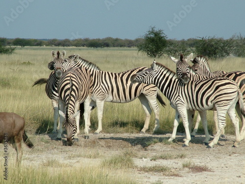 Zebras in Etosha Pan in Namibia Africa
