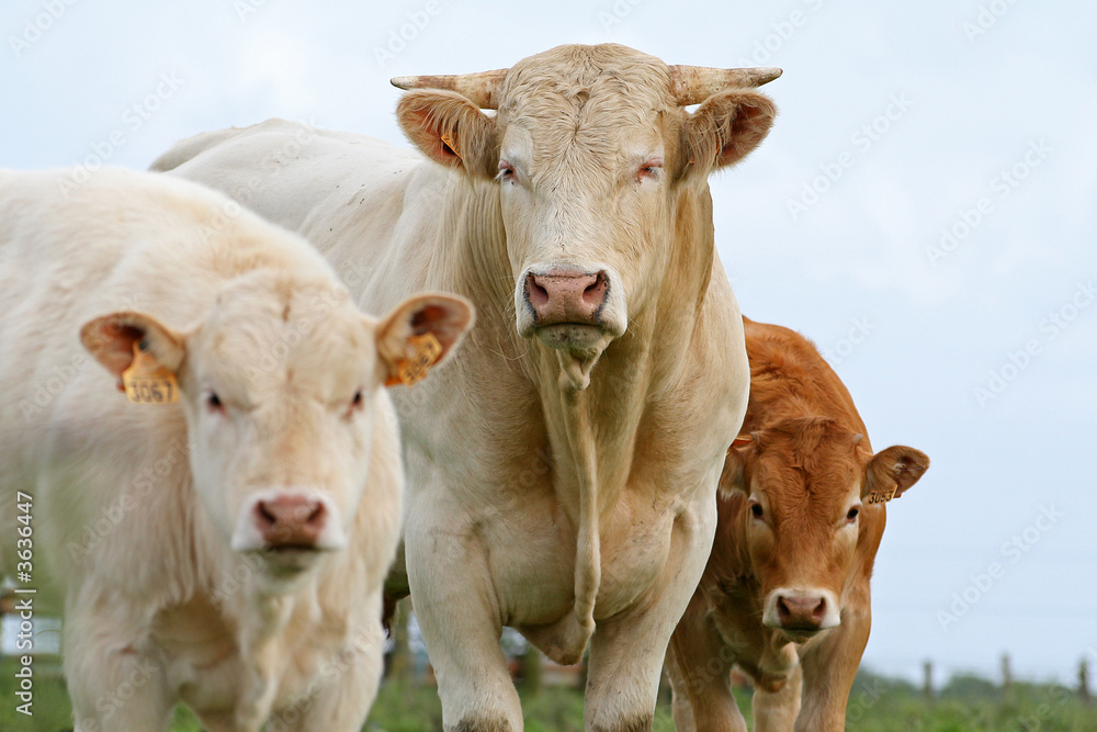 vache et veaux vache et veaux