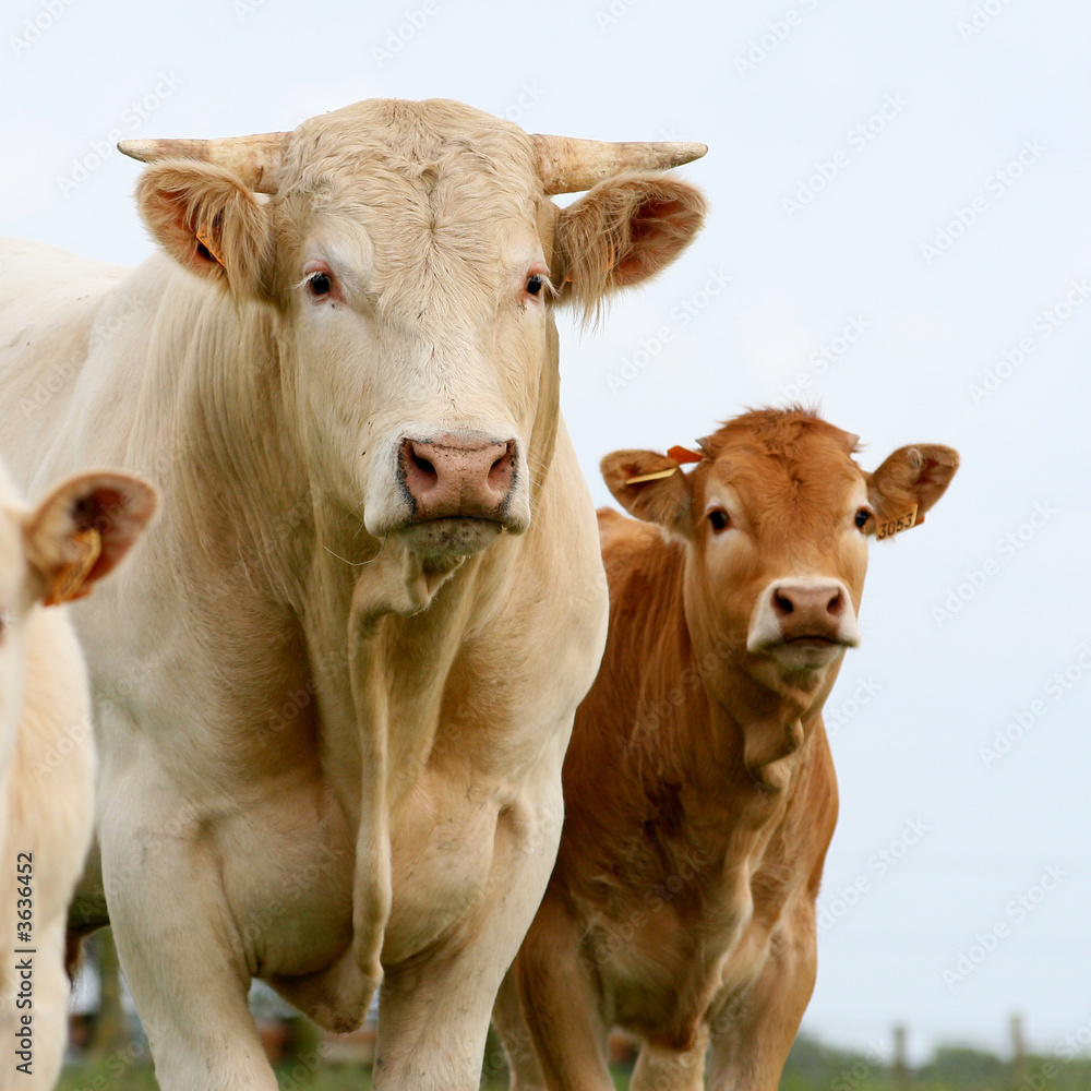 vache et veau vache et veau