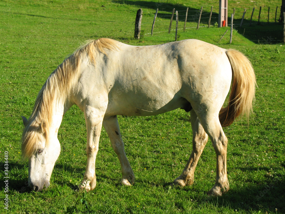 cheval dans un prés cheval dans un prés