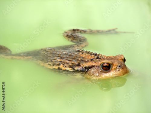 frog