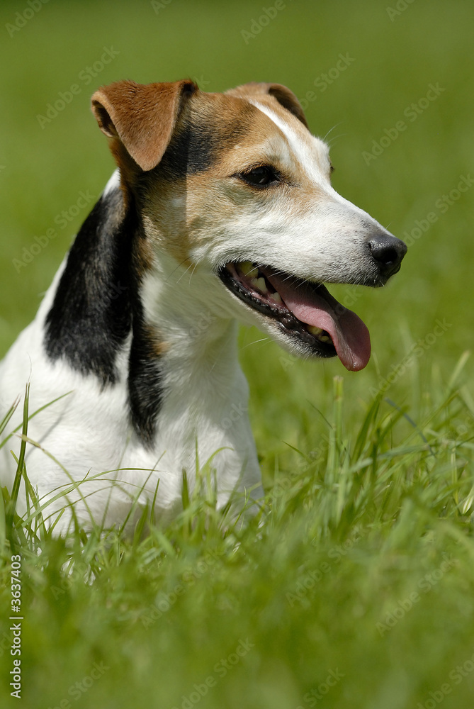 Portrait Jack Russell Terrier