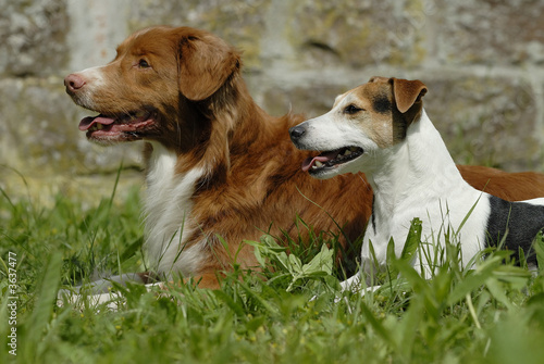 Portrait Toller und Jack Russell Terrier