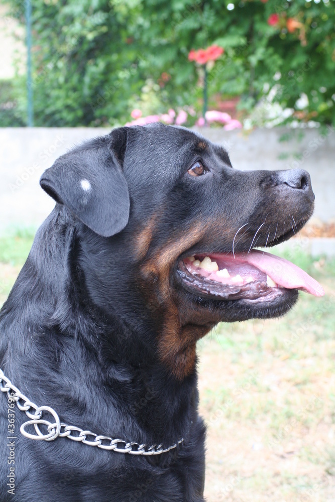 rottweiler rottweiler