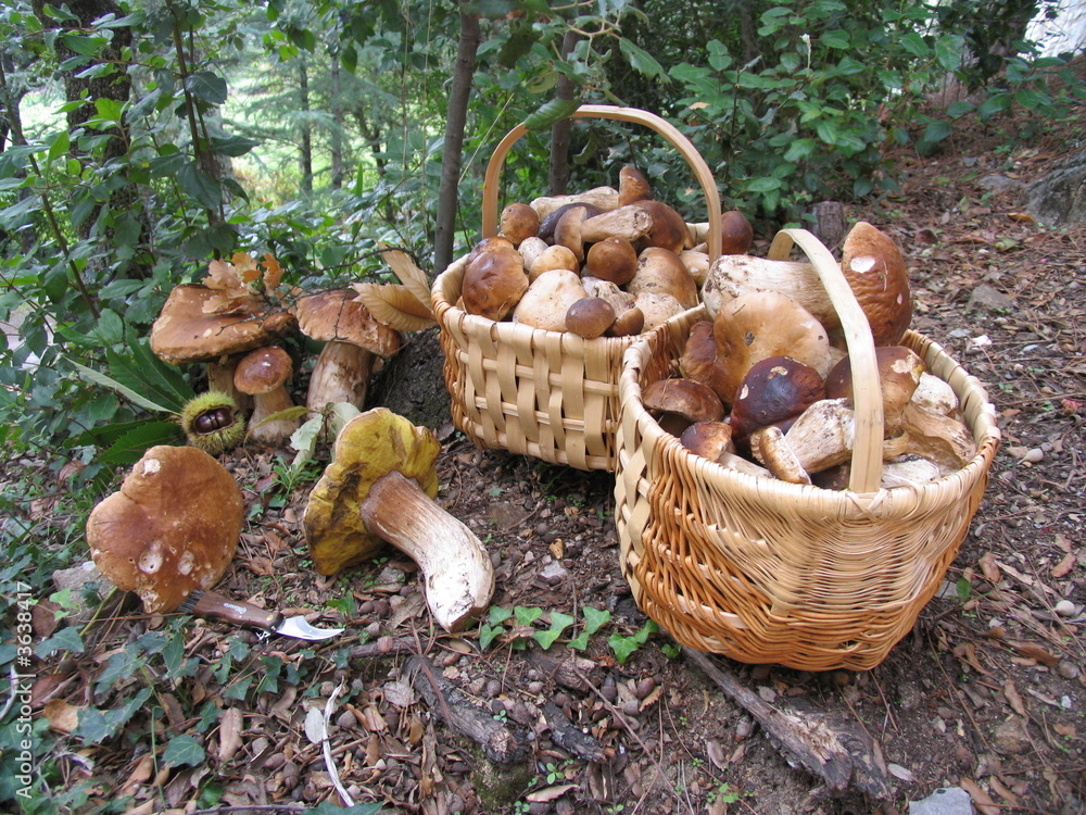 panier champignons Stock Photo | Adobe Stock