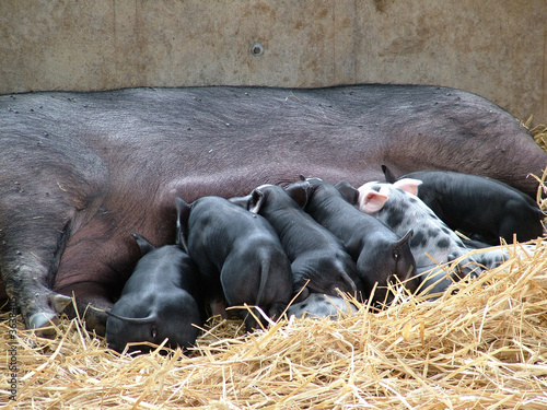Suckling Piglets