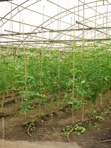 Organic Tomato Farm