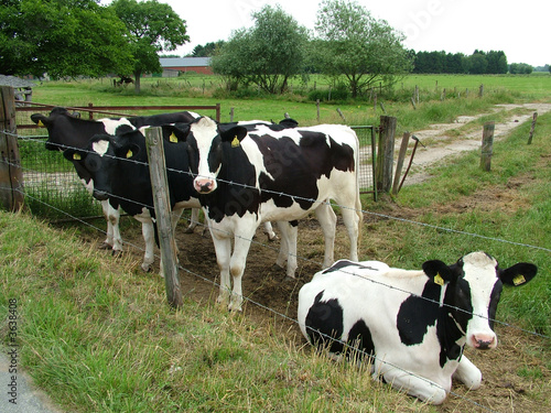 Curious Cows
