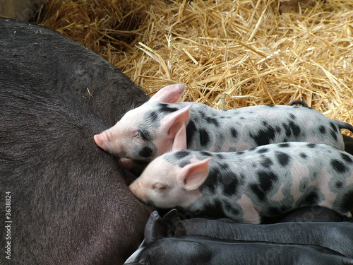 Speckled Piglets