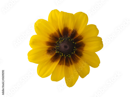 Black-eyed Susan