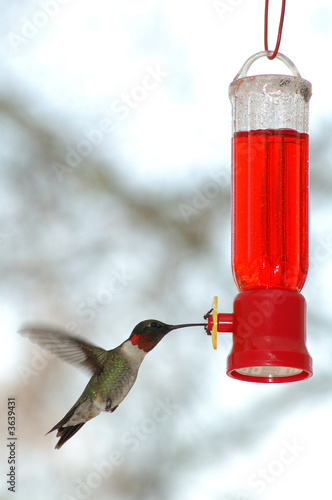 Hummingbird