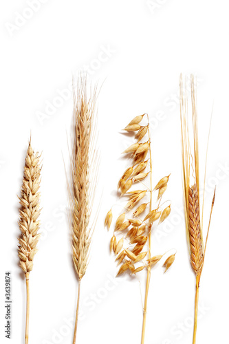 Wheat selection