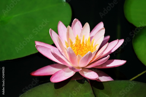 A pink lotus flower and lily pads