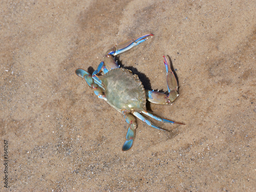 crabe bleu photo