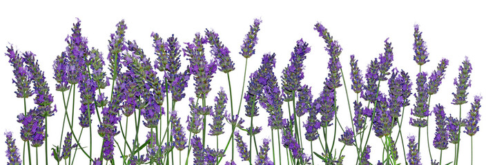 Gartenposter Lavendelblüten Lavendel  © Beboy