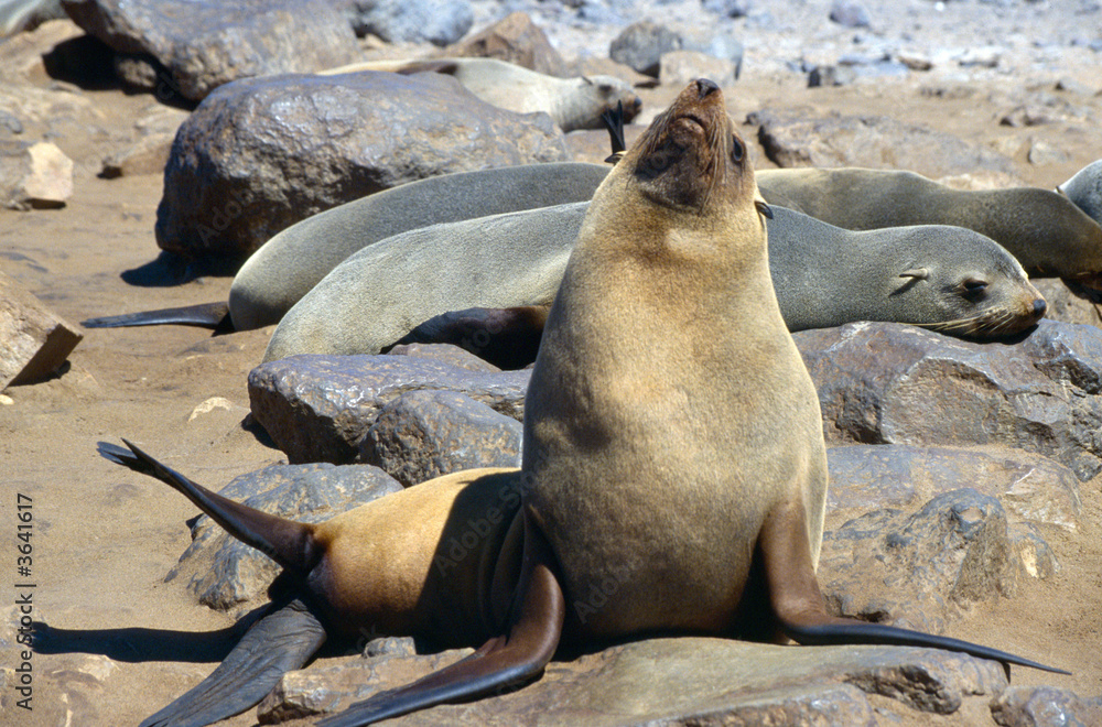Fototapeta premium seal at cape cross