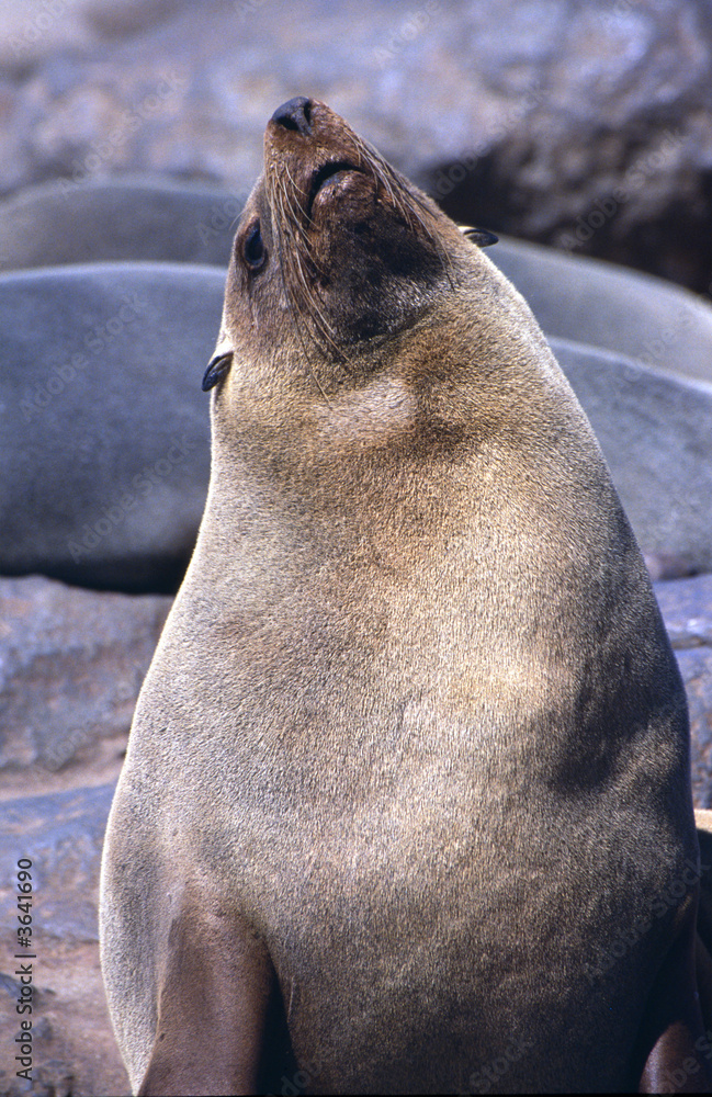 Fototapeta premium seal