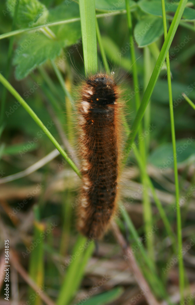 close-up of caterpillar on grass