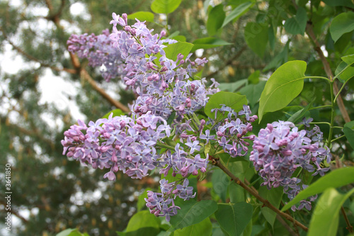 lilac branches of flowers