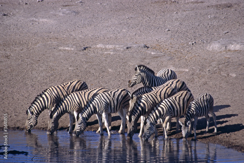 zebras drinking in a pool