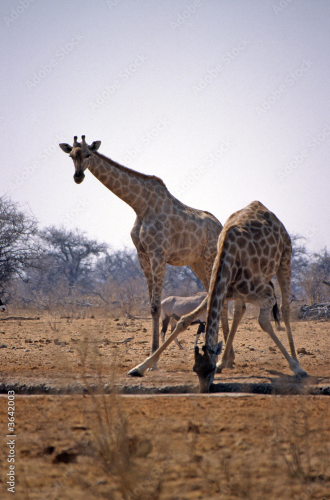Obraz premium giraffe drinking
