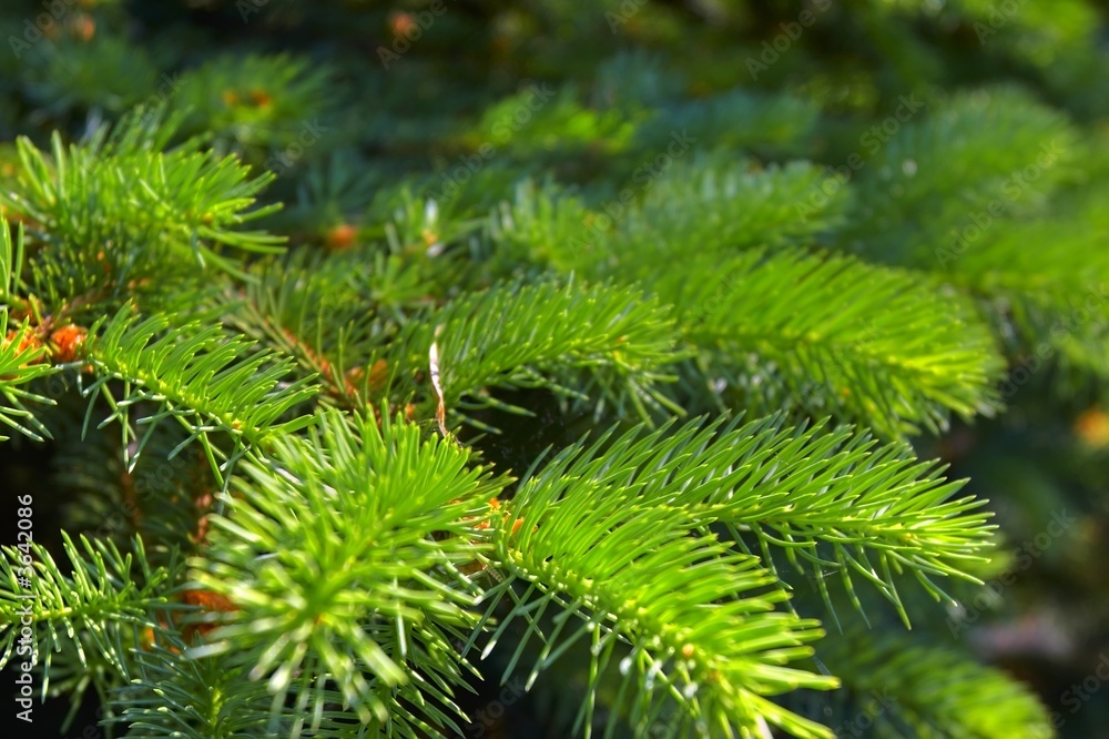 pine needles pine needles