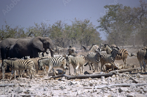 Photography etosha park elephants