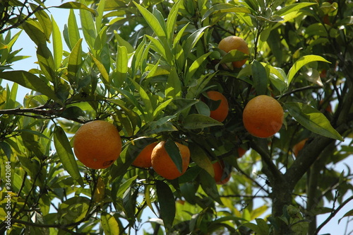 arbre fruitier