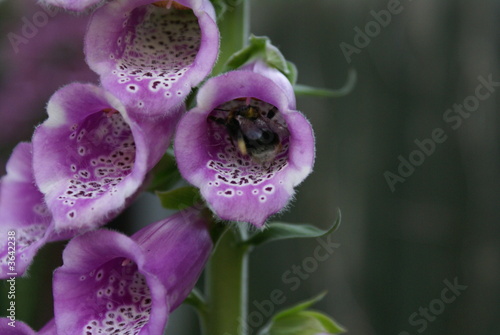 Bee in Purple Floxglove photo