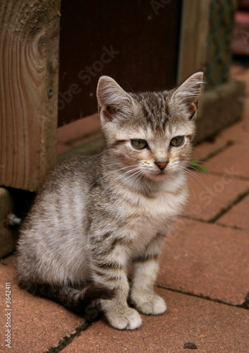 Wallpaper Mural Katzenkind Torontodigital.ca