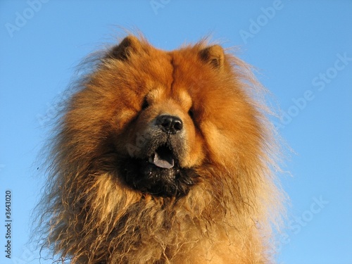 chow-chow dog